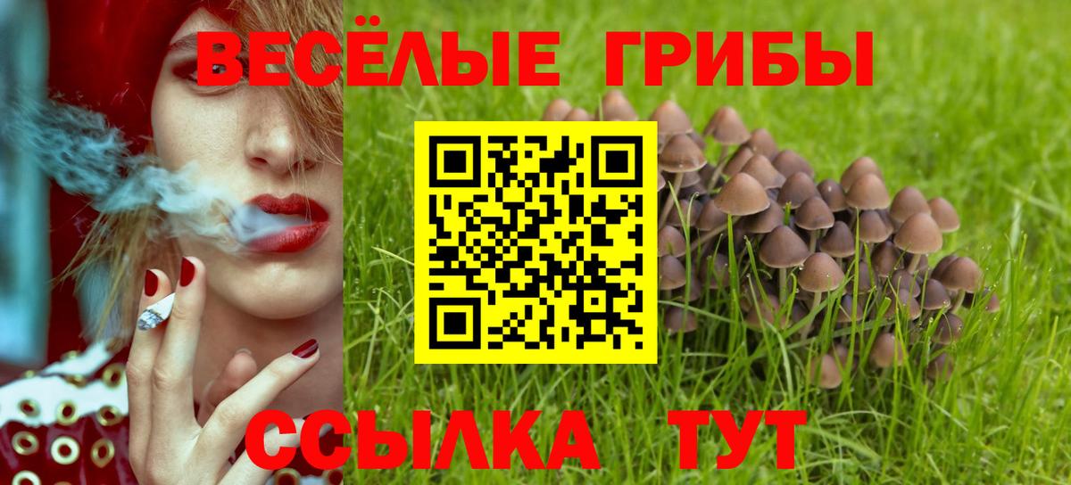 Псилоцибиновые грибы Psilocybe Северобайкальск